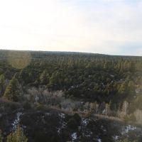 Whispering Pines