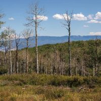 Whispering Pines images 5