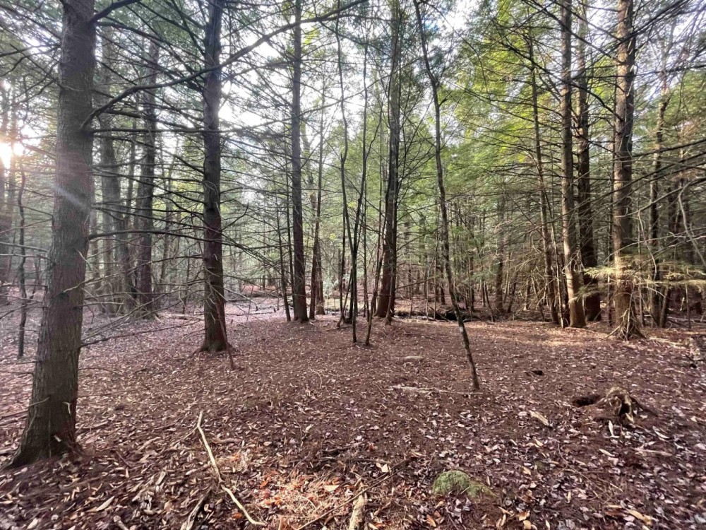 23 acres Woodlands and Recreational Land in Ellenville NY Camp Road featured image