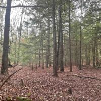 23 acres Woodlands and Recreational Land in Ellenville NY Camp Road images 2