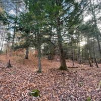 23 acres Woodlands and Recreational Land in Ellenville NY Camp Road images 3