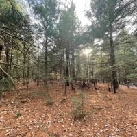 23 acres Woodlands and Recreational Land in Ellenville NY Camp Road images 5