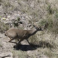 Annual Hunting Lease in Brady, Texas: Prime White Tail Territory