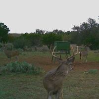 White Tail Day Hunt by the Lake in Brady, Texas