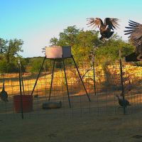 Turkey Day Hunt in Brady Texas
