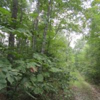 5 Ac Totally Wooded Mtn Views Secluded Close Lake images 3