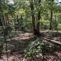 West Branch 40 images 5