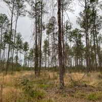 296 Acres Adjoins National Forest images 4