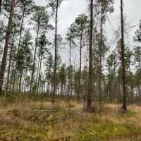 296 Acres Adjoins National Forest images 5