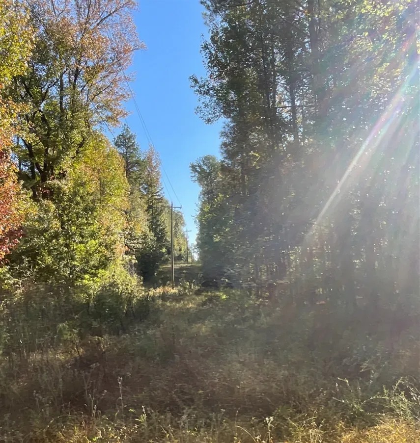 167.3 Acres in Carroll County in Carrollton MS featured image