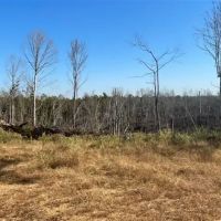 167.3 Acres in Carroll County in Carrollton MS images 5
