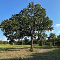 New Listing 17 - Acres Callahan County images 2