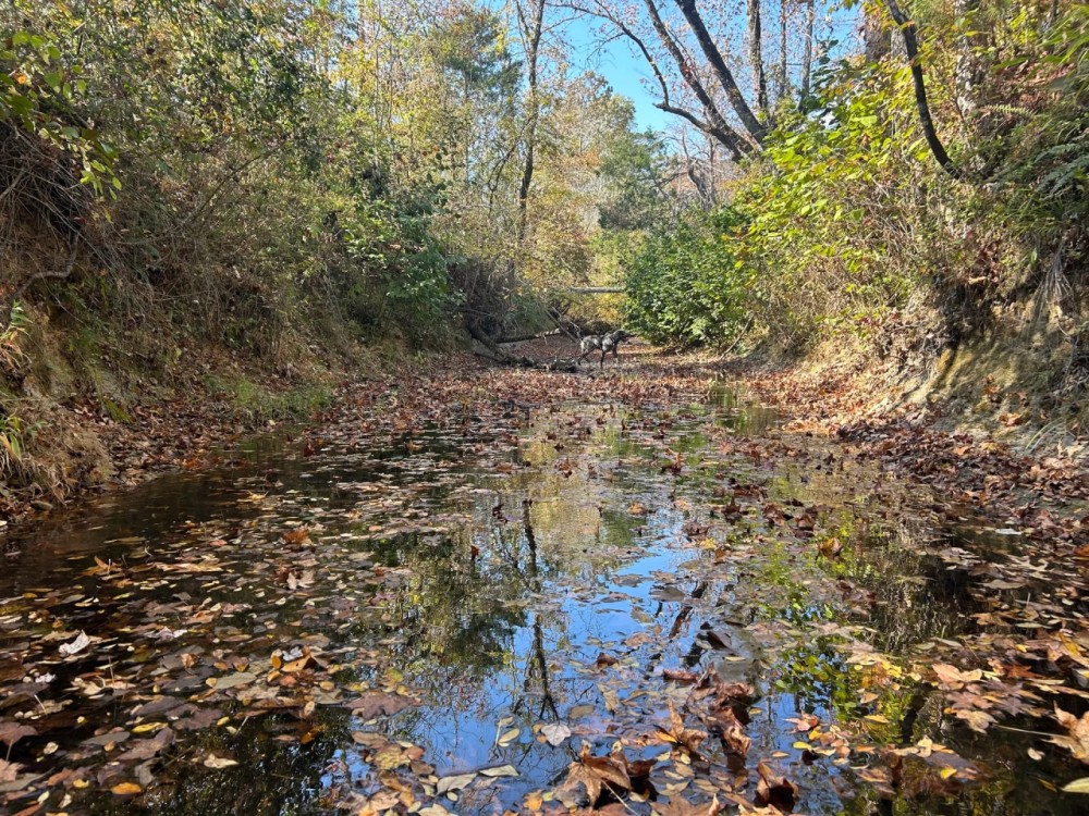 134 Acres in Union County MS featured image