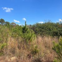134 Acres in Union County MS images 4