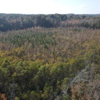 134 Acres in Union County MS images 5