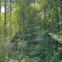 Fowlers Crossroads Tract images 5