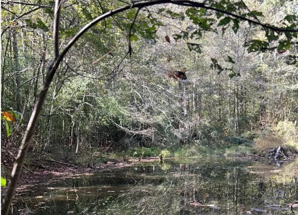 13 Acres with a Home in Newton County in Conehatta MS featured image