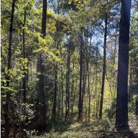 13 Acres with a Home in Newton County in Conehatta MS images 2