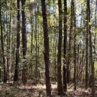 13 Acres with a Home in Newton County in Conehatta MS images 4