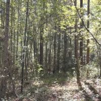 13 Acres with a Home in Newton County in Conehatta MS images 5