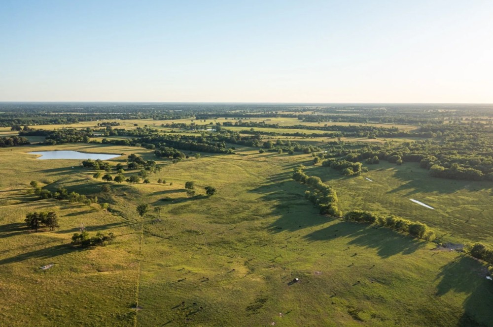 Northeast Texas Cattle Ranch - Bowie County featured image