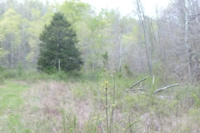 18.65 AC IN THE HILLS OF KY UNDEVELOPED CAVE - CREEK WAY IN THE COUNTRY featured image