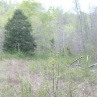 18.65 AC IN THE HILLS OF KY UNDEVELOPED CAVE - CREEK WAY IN THE COUNTRY images 1