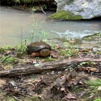 80 Acre Hunting Paradise images 4
