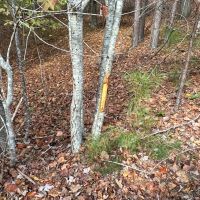 80 Acre Hunting Paradise images 5