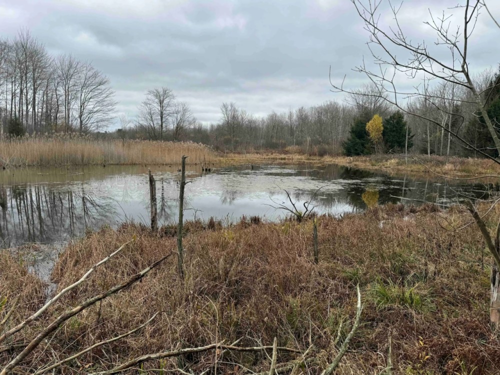 66 acres Hunting Land and Recreational Land with Pond in Mayville NY 6260 Honeysette Rd featured image