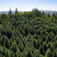 Upstream Timber and Cattle Ranch