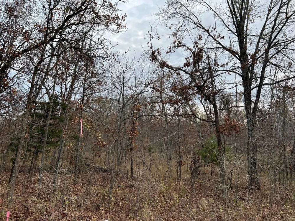 Partridge Woods featured image