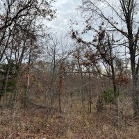 Partridge Woods