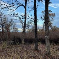 Partridge Woods images 2