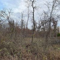 Partridge Woods images 3