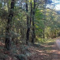18.5 Acres Amite County MS