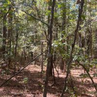18.5 Acres Amite County MS images 2