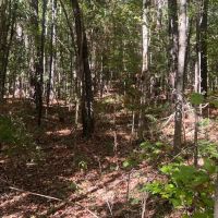 18.5 Acres Amite County MS images 3