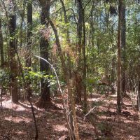 18.5 Acres Amite County MS images 4
