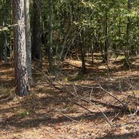 18.5 Acres Amite County MS images 5