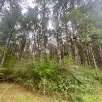 36 acres Airlne Hwy Walthall Co. images 2