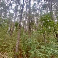 36 acres Airlne Hwy Walthall Co. images 5
