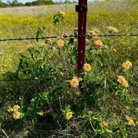 Clifton Homestead Retreat- Tract 3 images 4