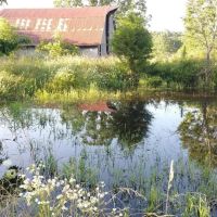 190 Acres Pastures Woods Ponds Spring Fenced Texas Shannon County images 4