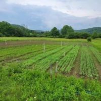 73 acres Hunting Land Travel Trailer and Shop with Fields and Streams in Wirt NY 3392 NY-275 images 5