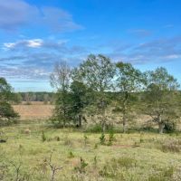 90 Acres with a Home in Attala Choctaw Counties MS images 3