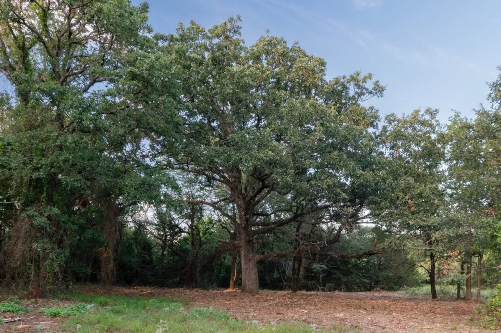 Rural living option near Cleburne Texas featured image