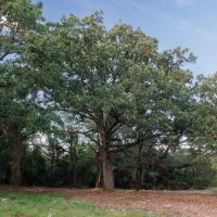Rural living option near Cleburne Texas