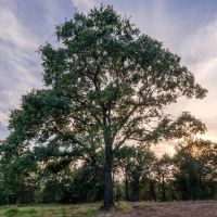 Rural living option near Cleburne Texas images 5