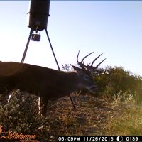 Comstock, TX Deer lease
